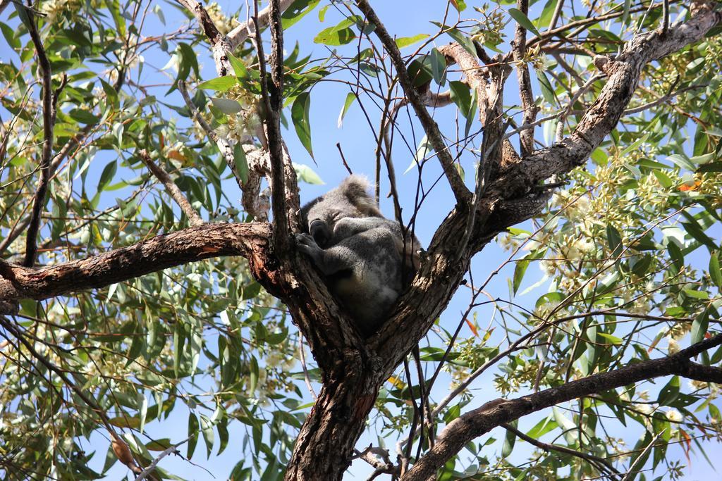 Koala Shores Holiday Park Lemon Tree Passage Kültér fotó